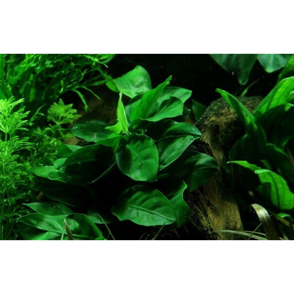 Anubias barteri var. nana on rock 101 YLS | Potted Plants | Largest Tropical Fish Selection at Your Local Fish Store