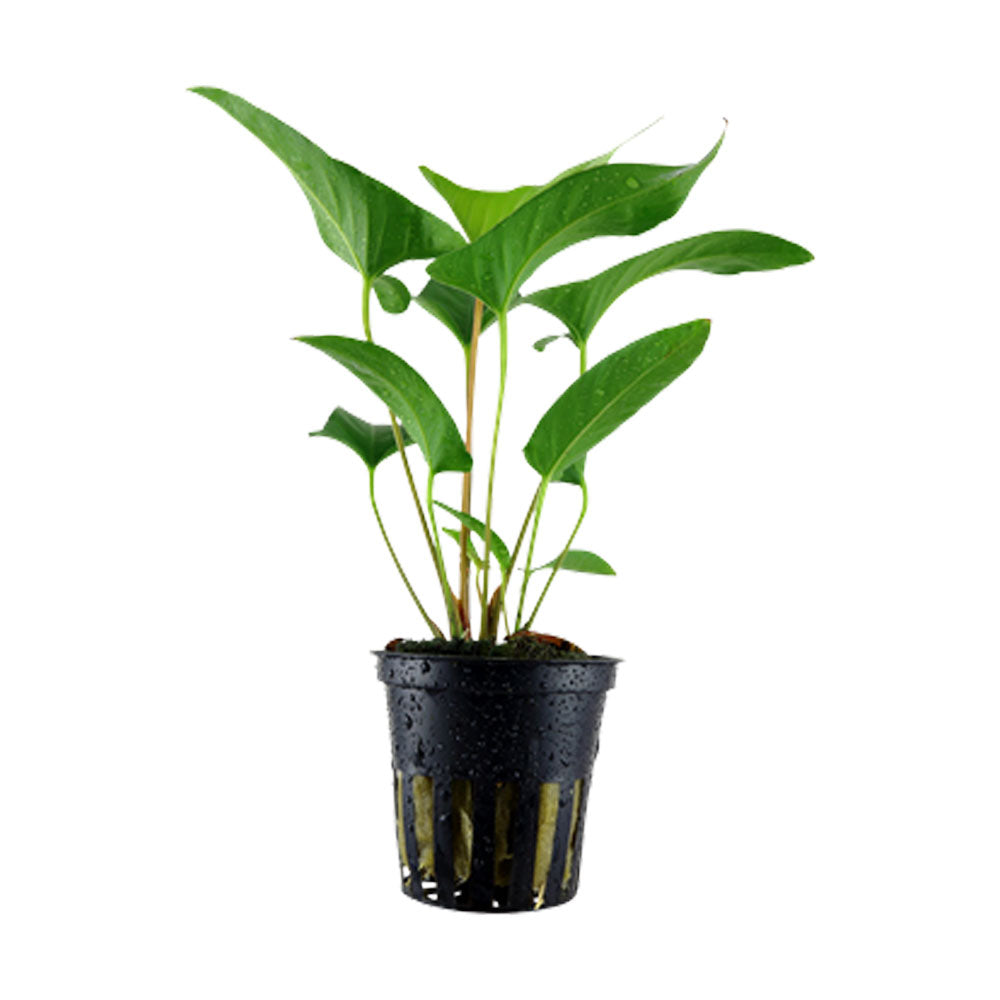 Anubias gracilis potted 101D | Potted Plants | Largest Tropical Fish Selection at Your Local Fish Store