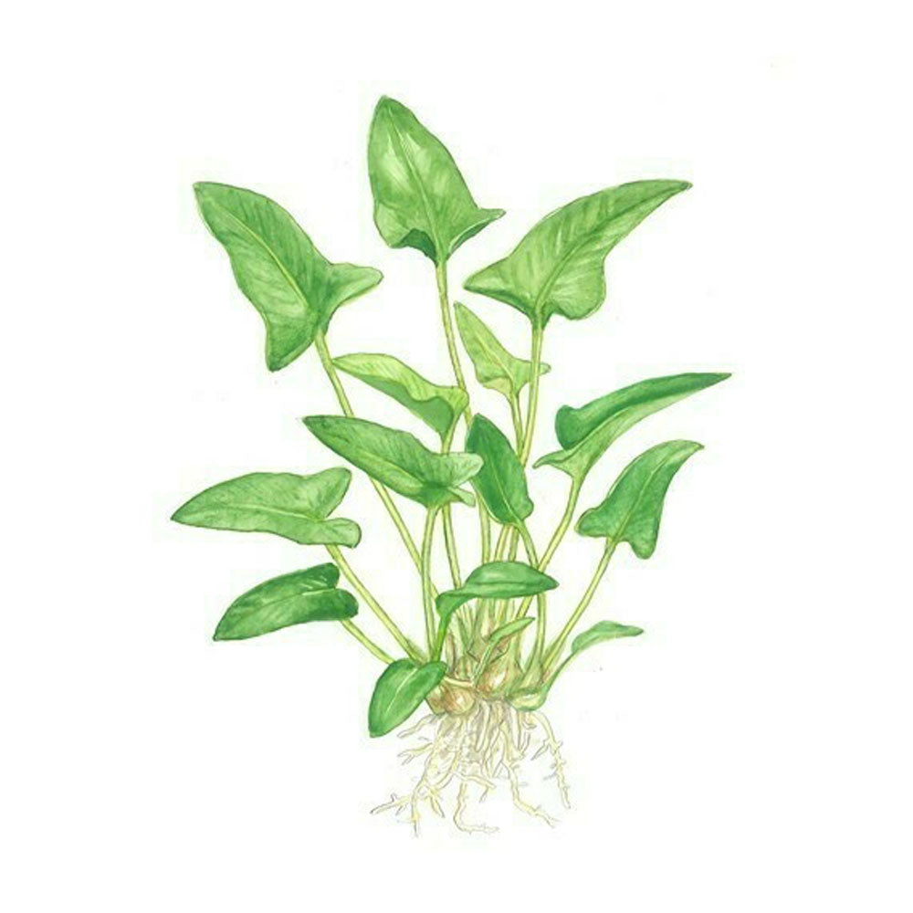 Anubias gracilis potted 101D | Potted Plants | Largest Tropical Fish Selection at Your Local Fish Store