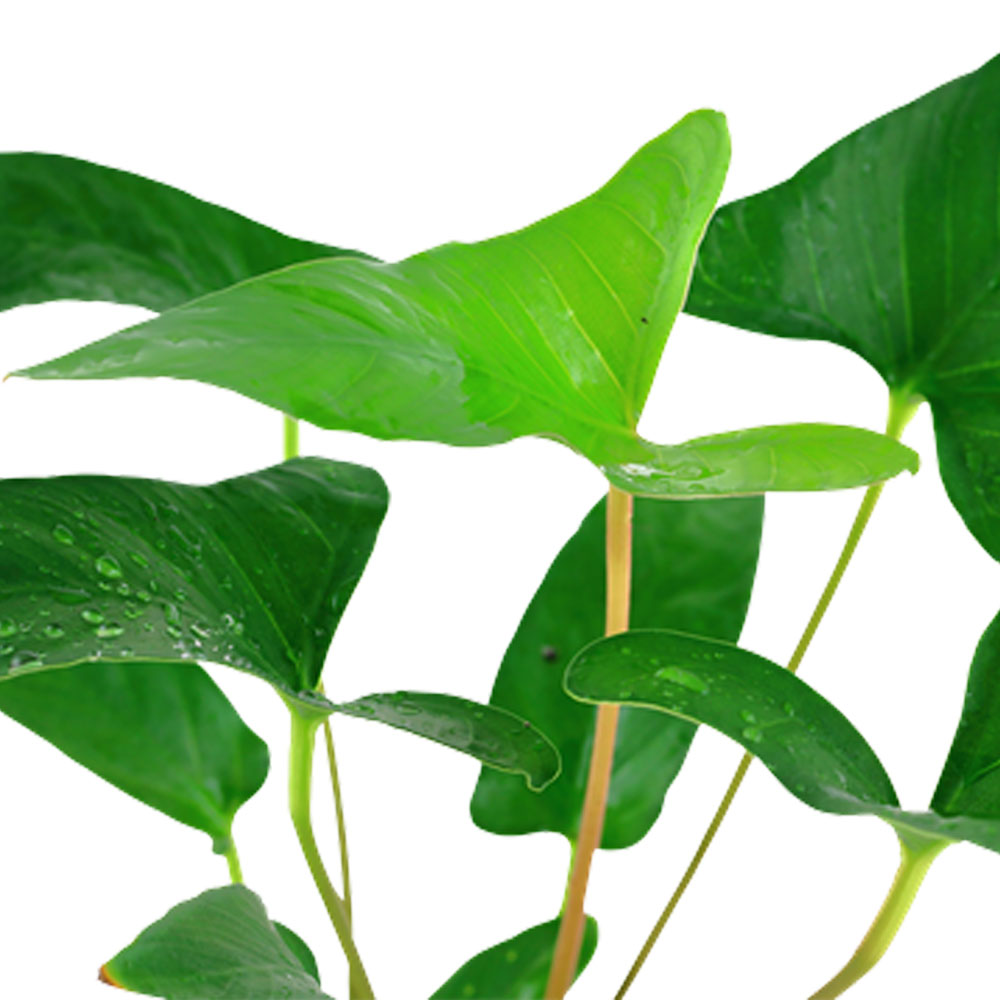 Anubias gracilis potted 101D | Potted Plants | Largest Tropical Fish Selection at Your Local Fish Store