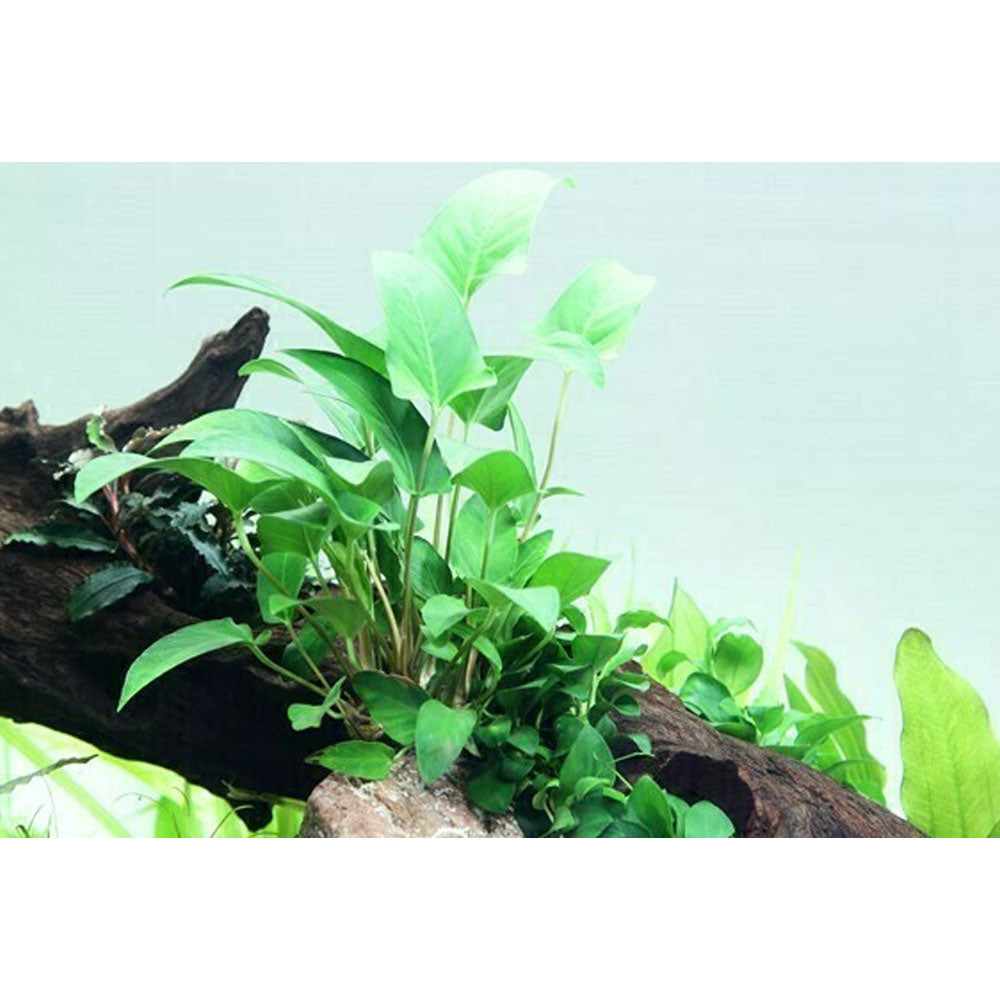 Anubias gracilis potted 101D | Potted Plants | Largest Tropical Fish Selection at Your Local Fish Store