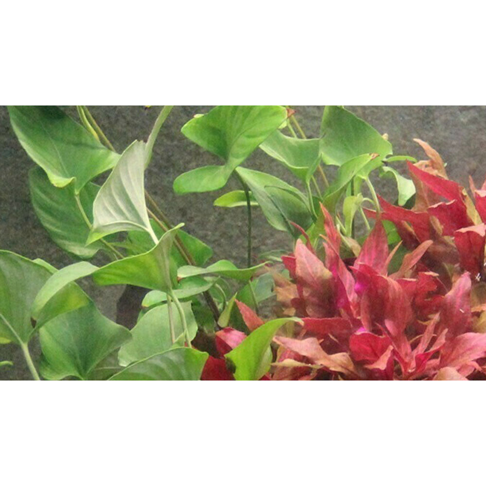 Anubias gracilis potted 101D | Potted Plants | Largest Tropical Fish Selection at Your Local Fish Store