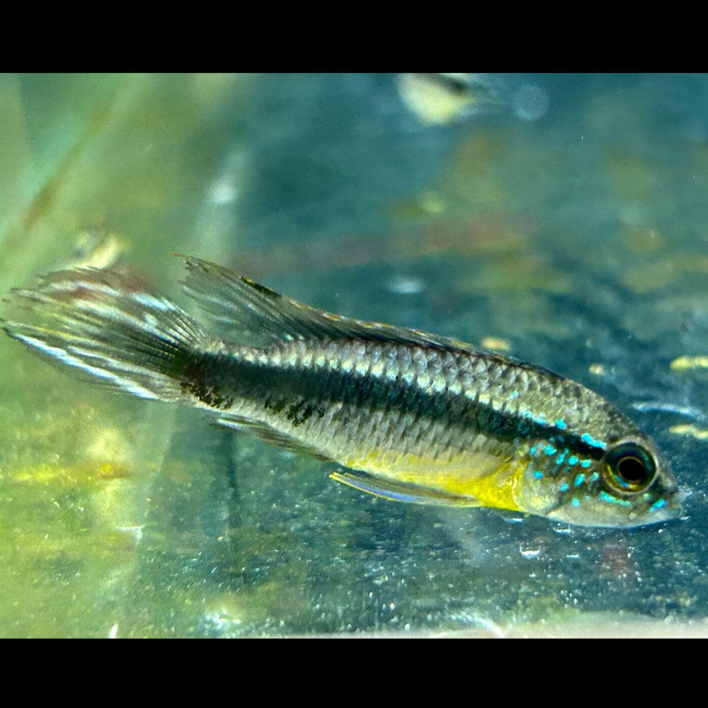 Apistogramma Agassizii Wild Caught 3-6cm | Cichlids Badis & Gouramis | Largest Tropical Fish Selection at Your Local Fish Store