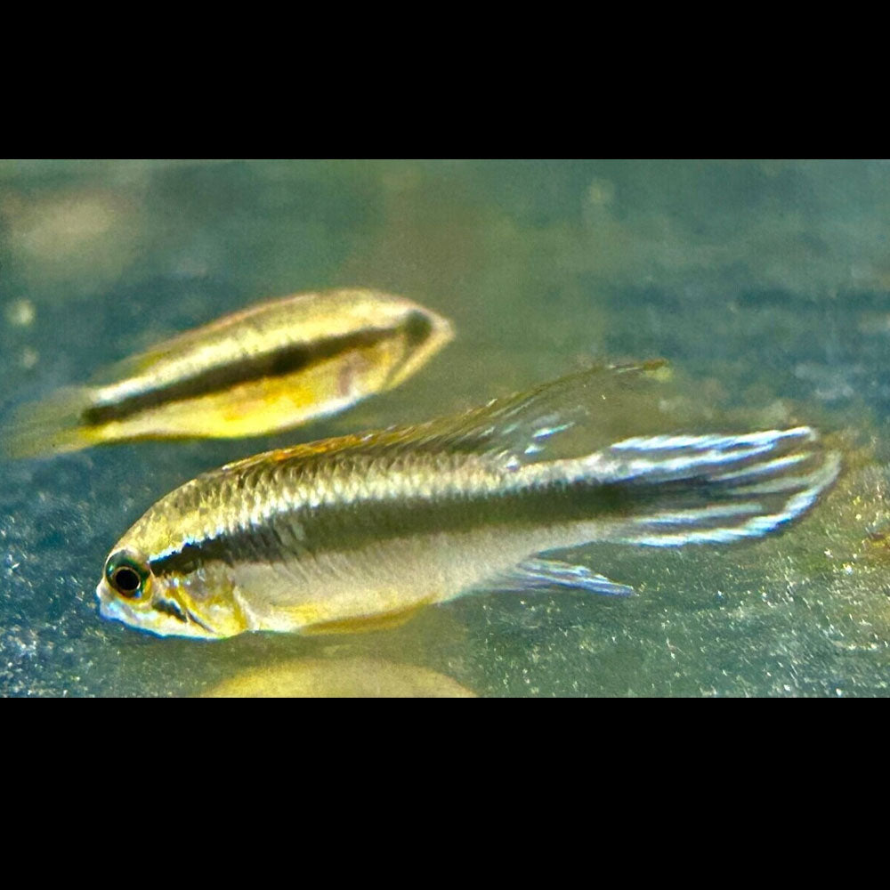 Apistogramma Agassizii Wild Caught 3-6cm | Cichlids Badis & Gouramis | Largest Tropical Fish Selection at Your Local Fish Store