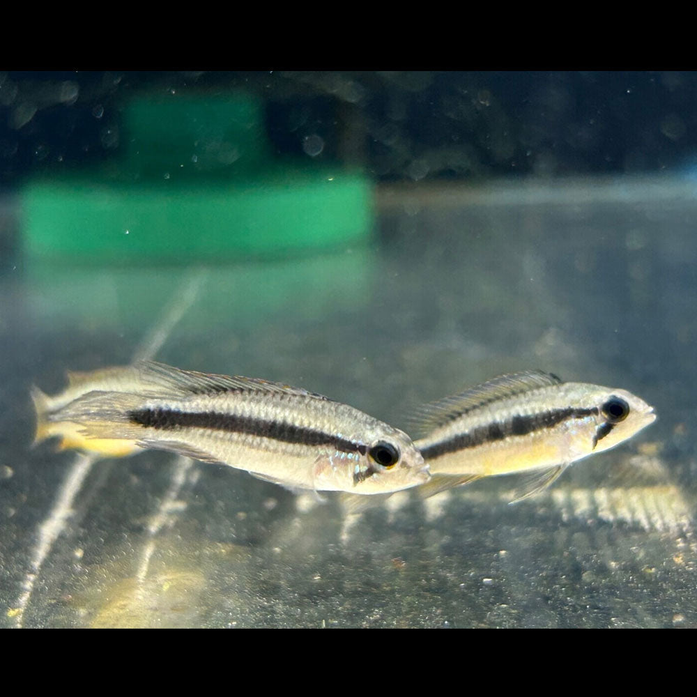 Apistogramma Agassizii Wild Caught 3-6cm | Cichlids Badis & Gouramis | Largest Tropical Fish Selection at Your Local Fish Store