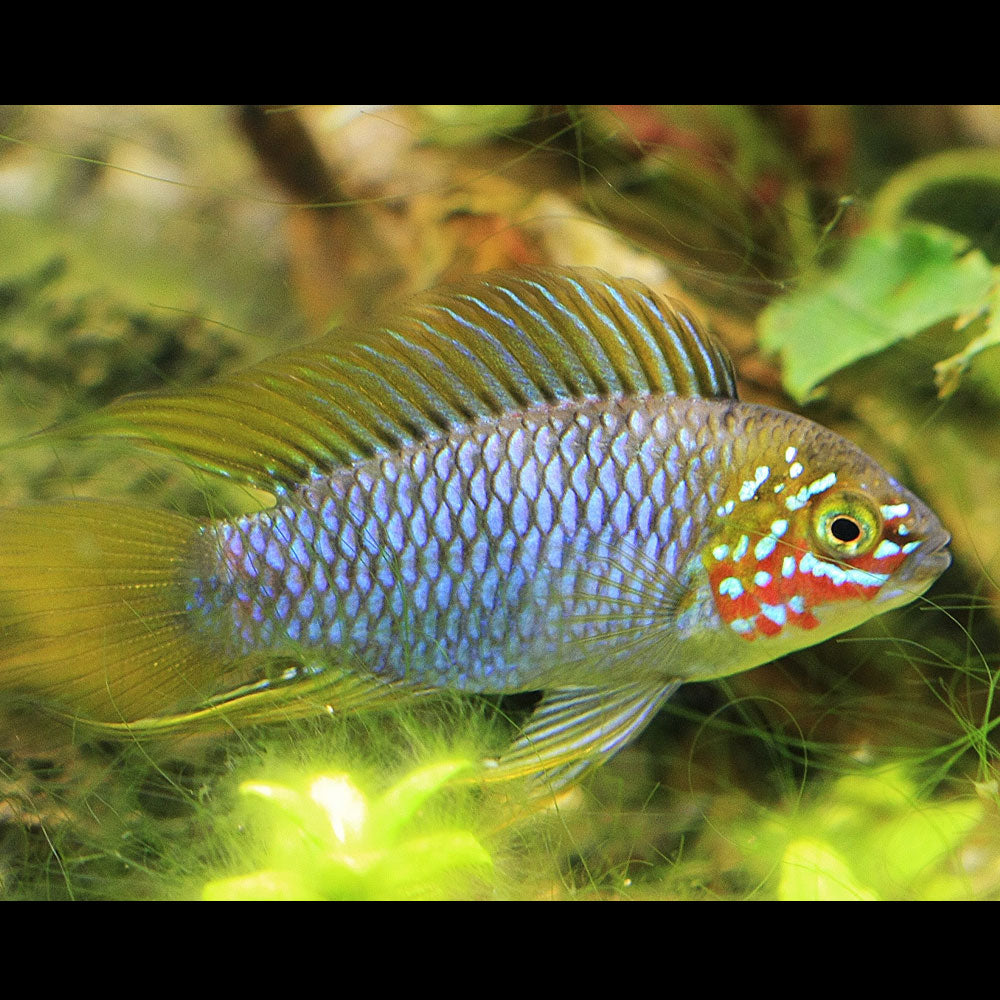 Apistogramma Borelli | Cichlids Badis & Gouramis | Largest Tropical Fish Selection at Your Local Fish Store