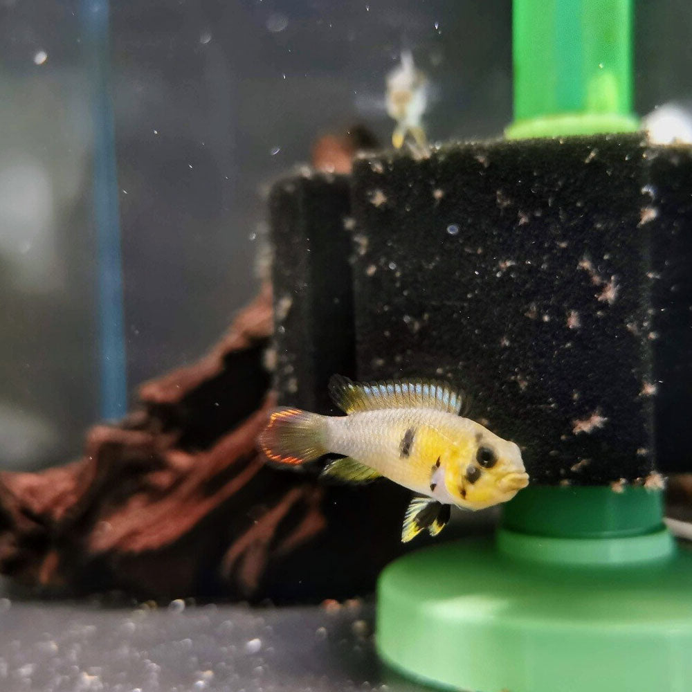 Apistogramma Panduro 3.5cm | Cichlids Badis & Gouramis | Largest Tropical Fish Selection at Your Local Fish Store