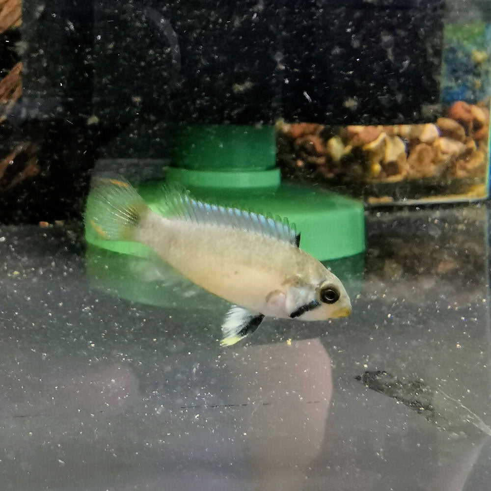 Apistogramma Panduro 3.5cm | Cichlids Badis & Gouramis | Largest Tropical Fish Selection at Your Local Fish Store