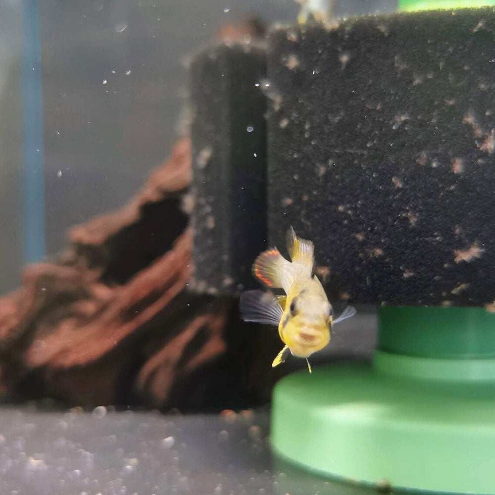 Apistogramma Panduro 3.5cm | Cichlids Badis & Gouramis | Largest Tropical Fish Selection at Your Local Fish Store