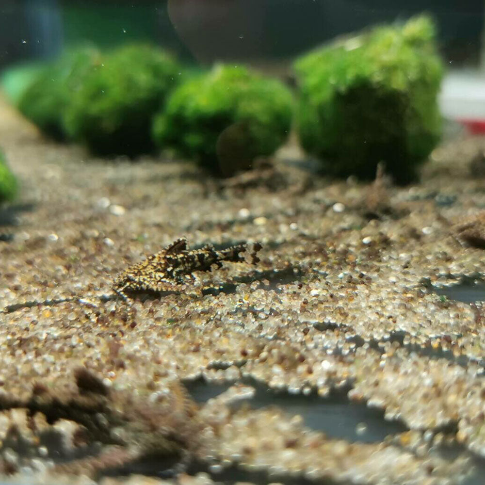 Asian Stone Dwarf Anchor Catfish (Hara Jerdoni) | Catfish Loaches & Plecos | Largest Tropical Fish Selection at Your Local Fish Store