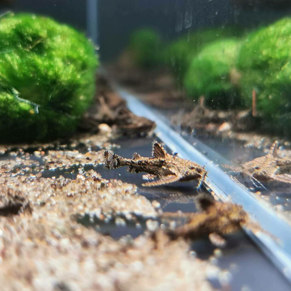Asian Stone Dwarf Anchor Catfish (Hara Jerdoni) | Catfish Loaches & Plecos | Largest Tropical Fish Selection at Your Local Fish Store