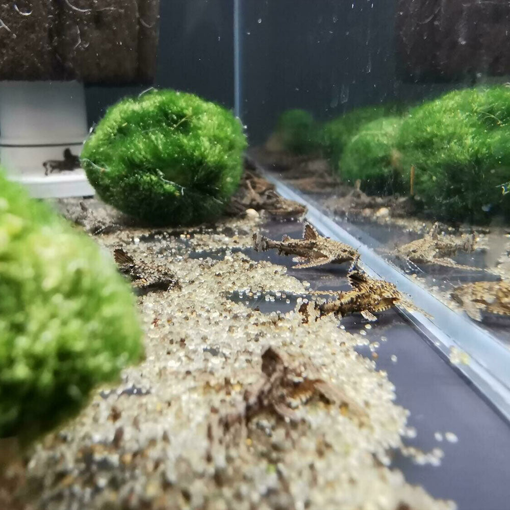 Asian Stone Dwarf Anchor Catfish (Hara Jerdoni) | Catfish Loaches & Plecos | Largest Tropical Fish Selection at Your Local Fish Store