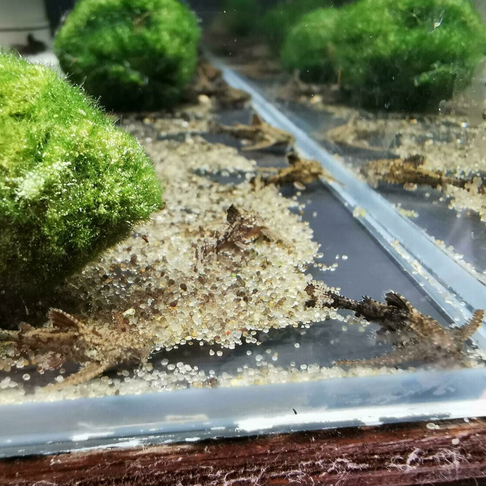 Asian Stone Dwarf Anchor Catfish (Hara Jerdoni) | Catfish Loaches & Plecos | Largest Tropical Fish Selection at Your Local Fish Store