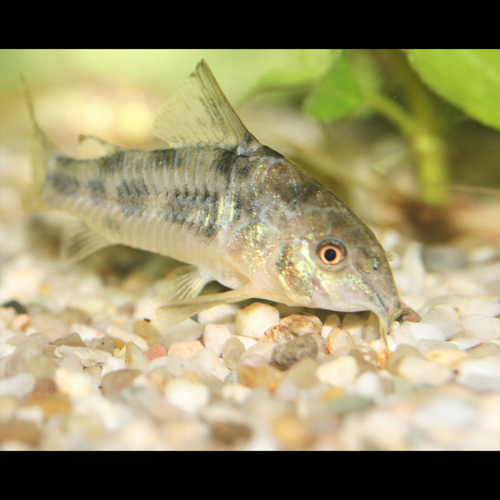 Aspidoras Spilotus Catfish | Catfish Loaches & Plecos | Largest Tropical Fish Selection at Your Local Fish Store