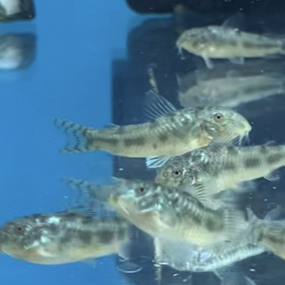 Aspidoras Spilotus Catfish | Catfish Loaches & Plecos | Largest Tropical Fish Selection at Your Local Fish Store