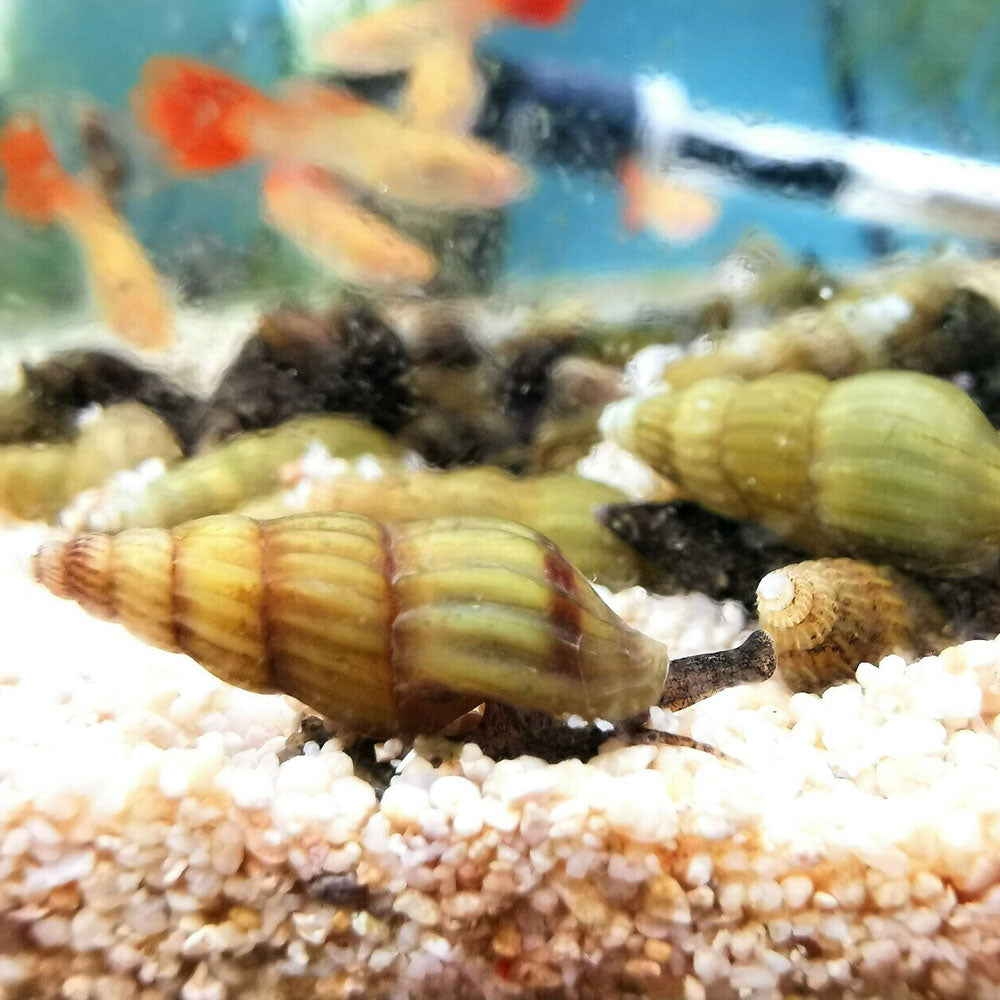 Assassin Snail (Anentome helena) Aquarium Glaser | Snails Shrimp Crayfish Crabs | Largest Tropical Fish Selection at Your Local Fish Store