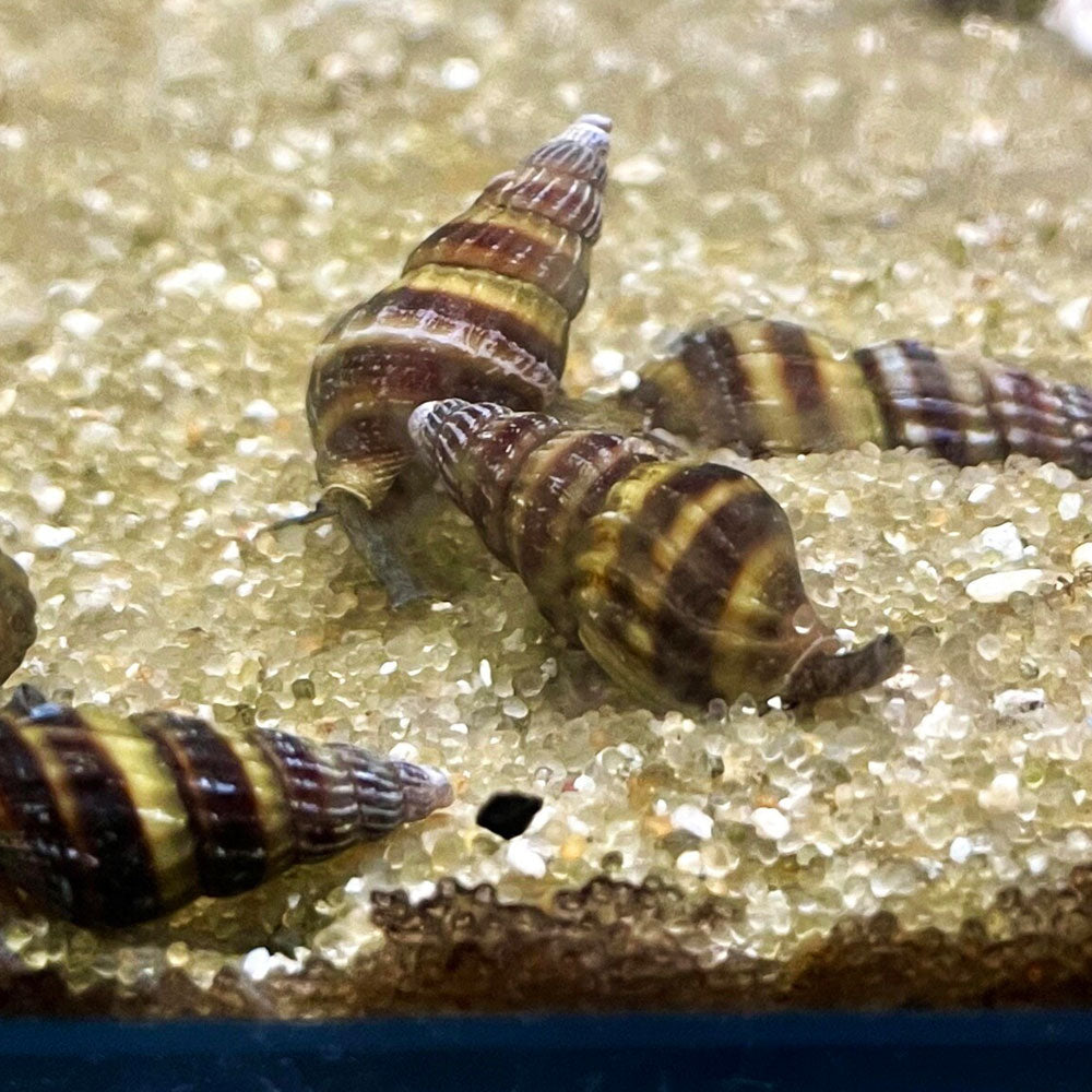 Assassin Snail (Anentome helena) Aquarium Glaser | Snails Shrimp Crayfish Crabs | Largest Tropical Fish Selection at Your Local Fish Store