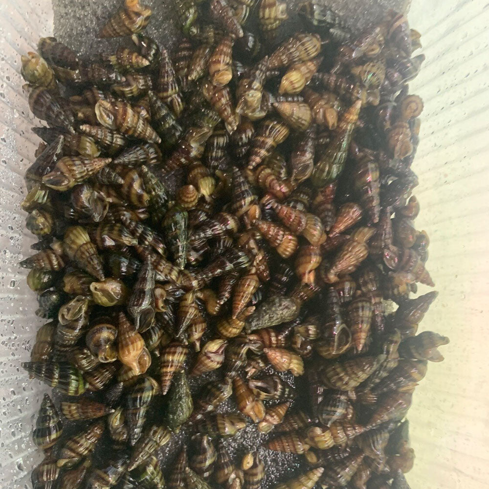 Assassin Snail (Anentome helena) Aquarium Glaser | Snails Shrimp Crayfish Crabs | Largest Tropical Fish Selection at Your Local Fish Store