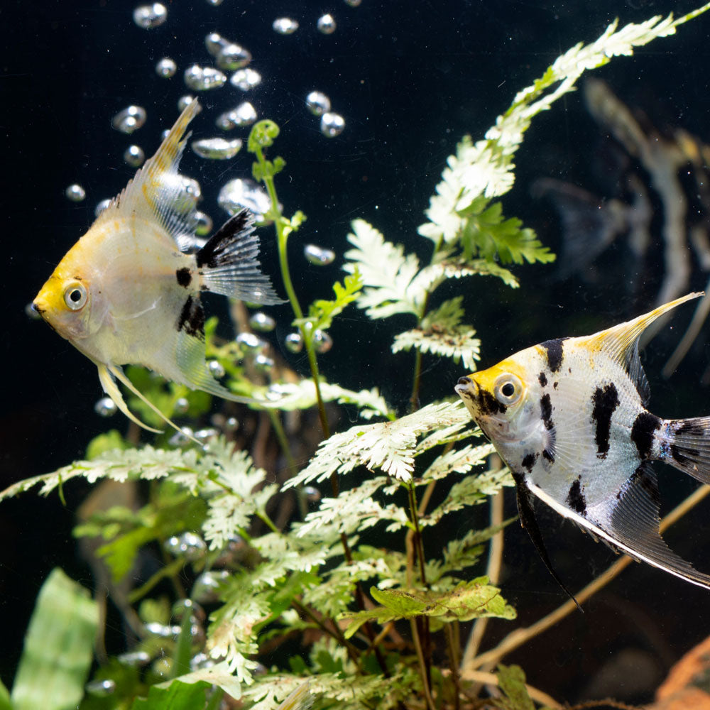 Assorted Angelfish | Cichlids Badis & Gouramis | Largest Tropical Fish Selection at Your Local Fish Store