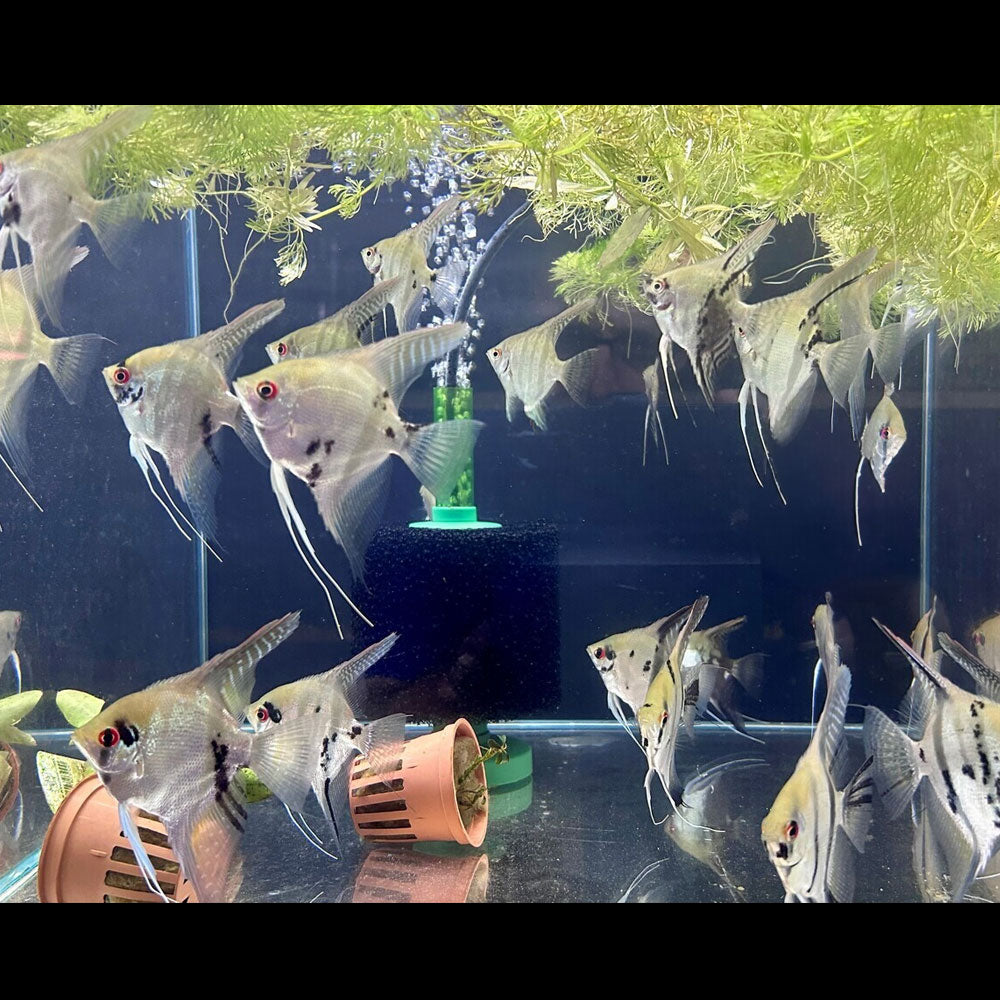 Assorted Angelfish | Cichlids Badis & Gouramis | Largest Tropical Fish Selection at Your Local Fish Store