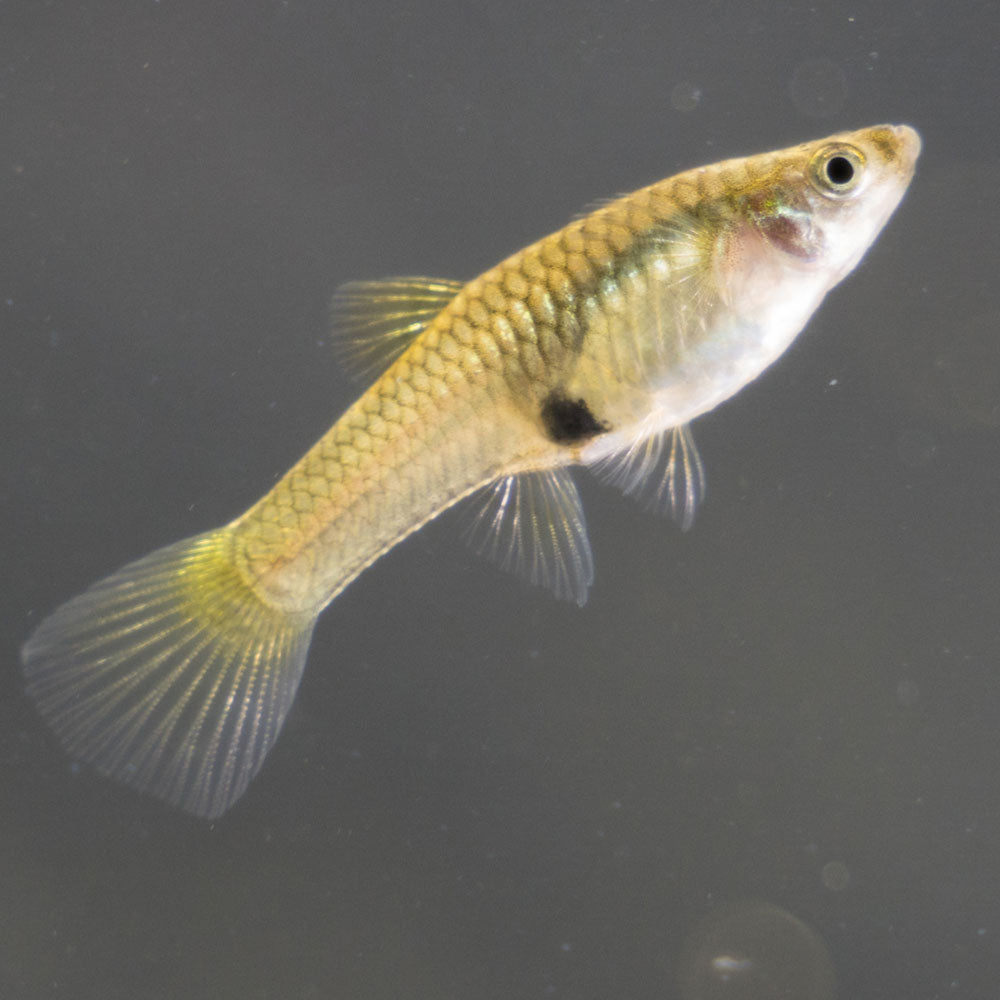Assorted Guppy Female | Livebearers | Largest Tropical Fish Selection at Your Local Fish Store