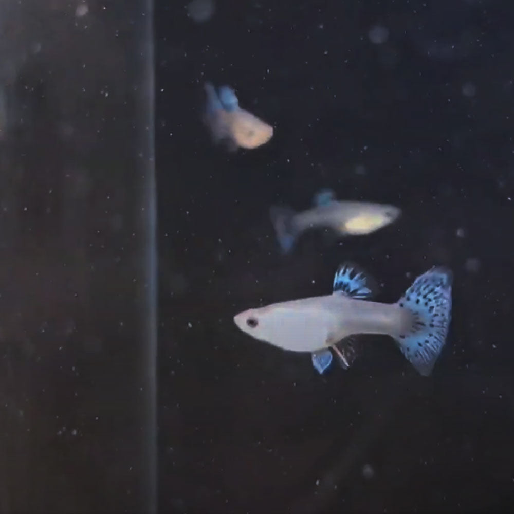 Assorted Guppy Female | Livebearers | Largest Tropical Fish Selection at Your Local Fish Store