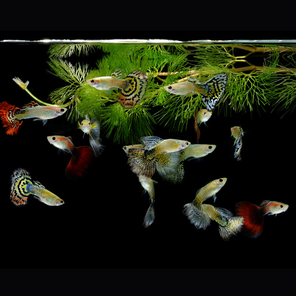Assorted Guppy Male | Livebearers | Largest Tropical Fish Selection at Your Local Fish Store
