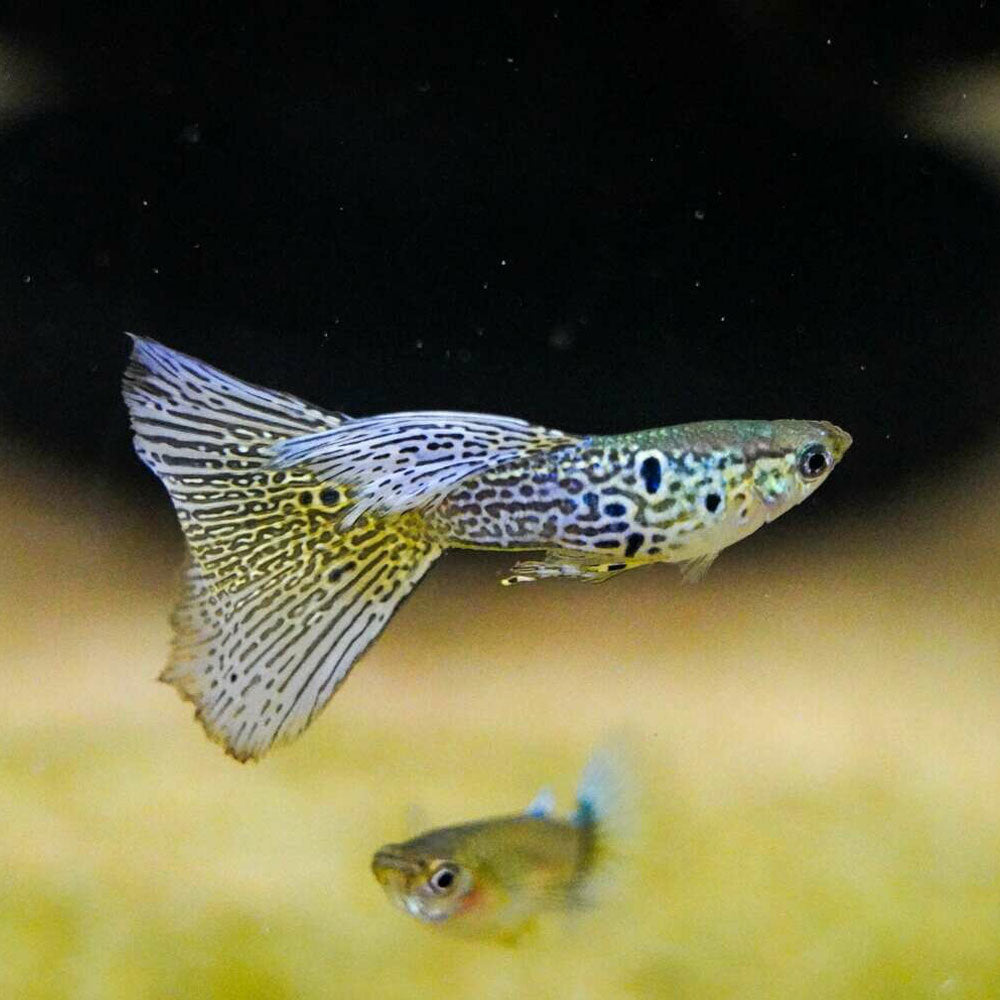 Assorted Guppy Male | Livebearers | Largest Tropical Fish Selection at Your Local Fish Store