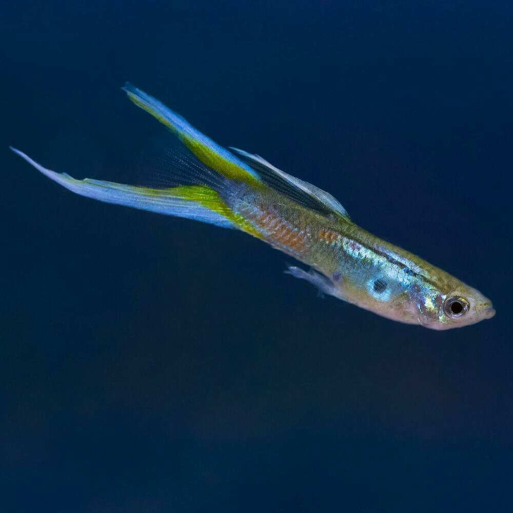 Assorted Guppy Male | Livebearers | Largest Tropical Fish Selection at Your Local Fish Store