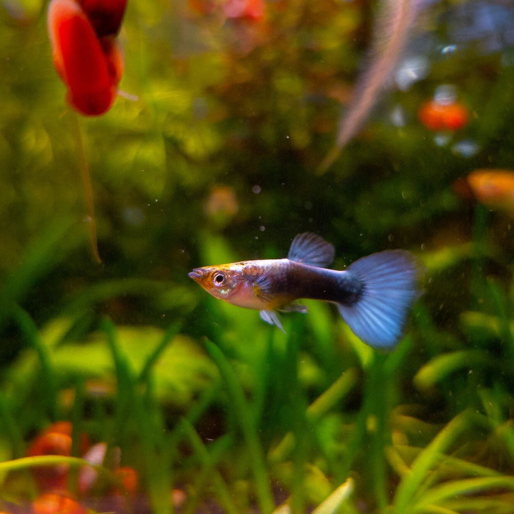 Assorted Guppy Male | Livebearers | Largest Tropical Fish Selection at Your Local Fish Store