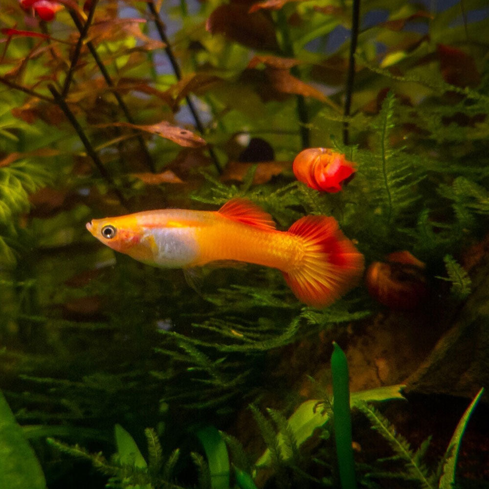 Assorted Guppy Male | Livebearers | Largest Tropical Fish Selection at Your Local Fish Store