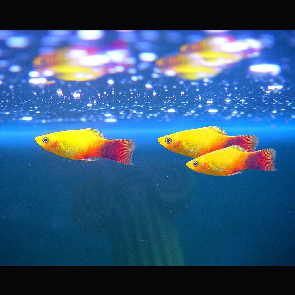 Assorted Platy 2.5cm-3cm | Livebearers | Largest Tropical Fish Selection at Your Local Fish Store