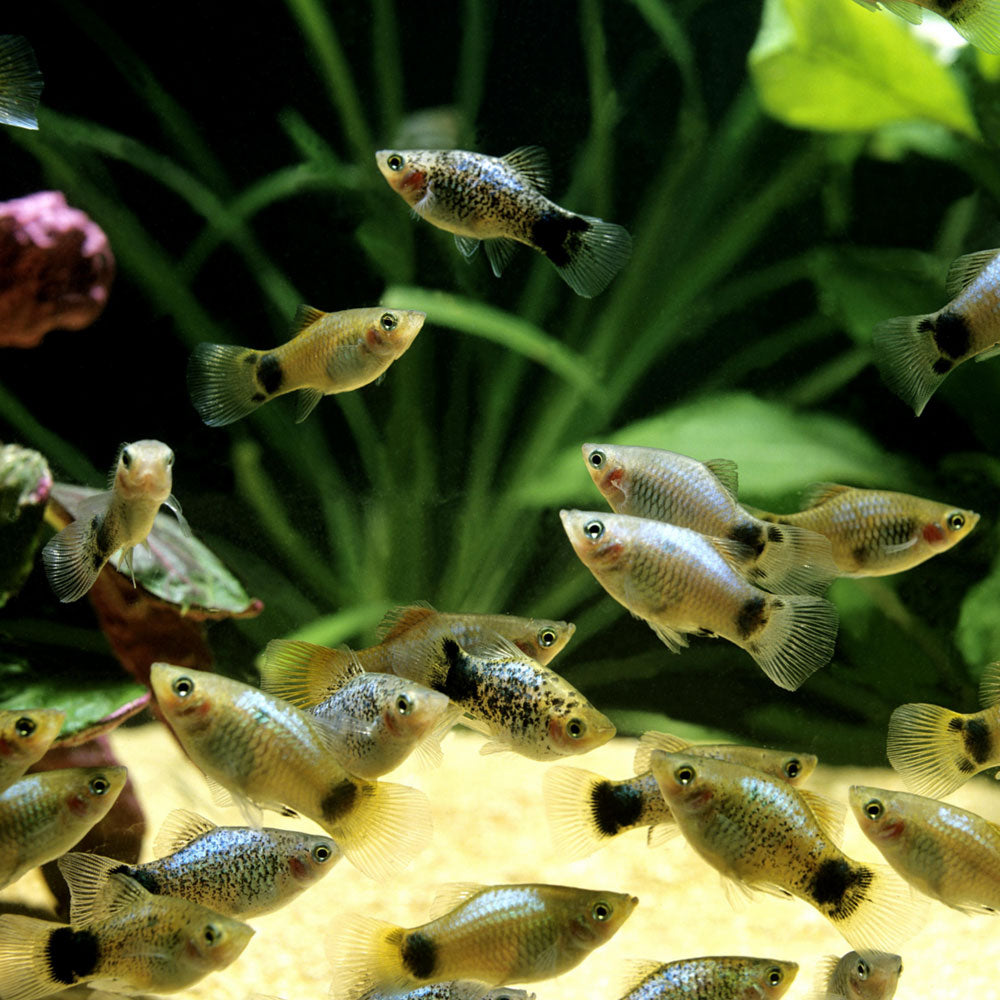 Assorted Platy 2.5cm-3cm | Livebearers | Largest Tropical Fish Selection at Your Local Fish Store