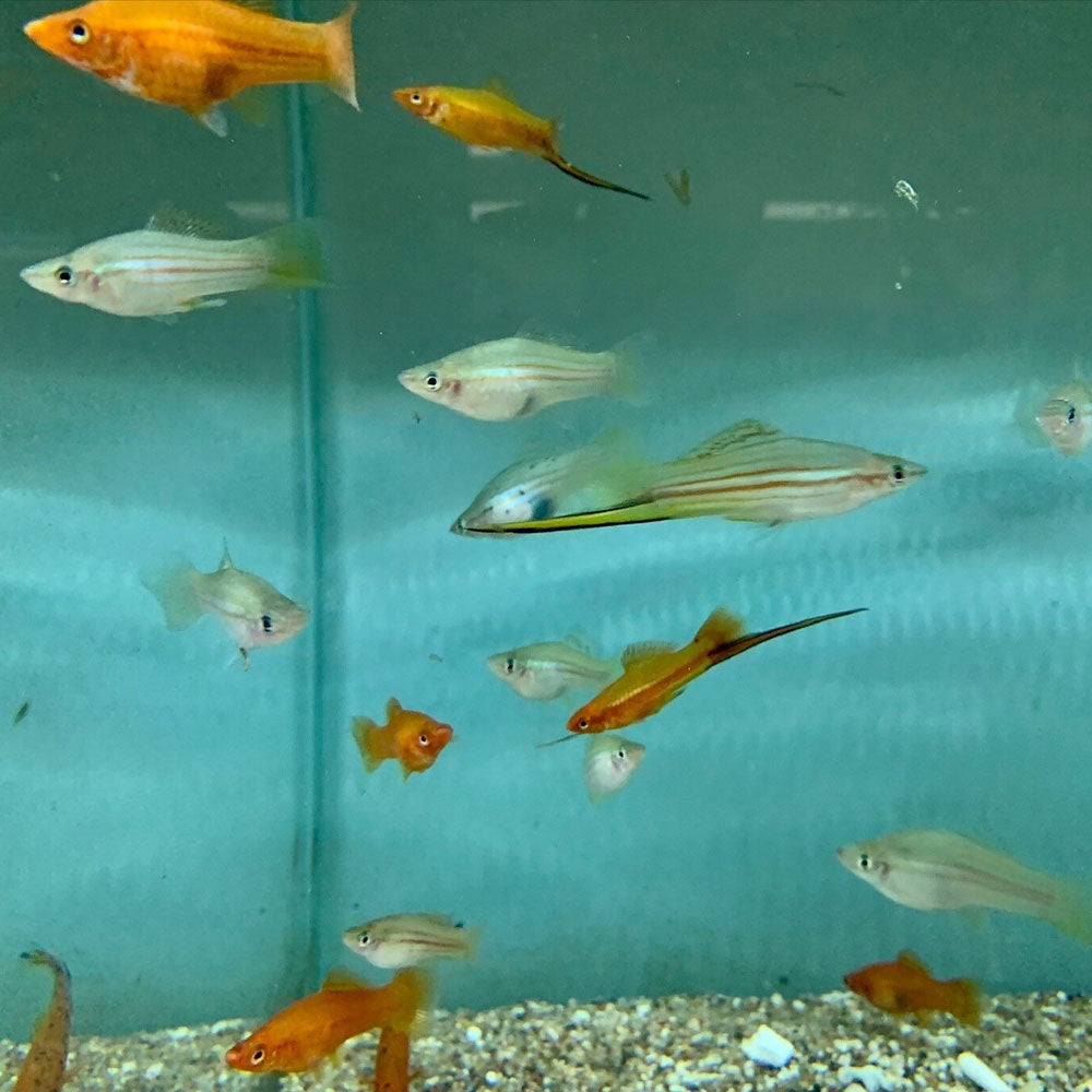Assorted Swordtails | Livebearers | Largest Tropical Fish Selection at Your Local Fish Store