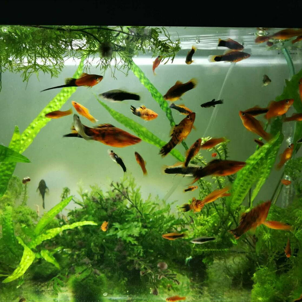 Assorted Swordtails | Livebearers | Largest Tropical Fish Selection at Your Local Fish Store