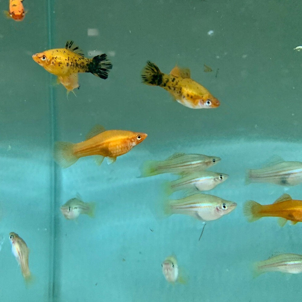 Assorted Swordtails | Livebearers | Largest Tropical Fish Selection at Your Local Fish Store