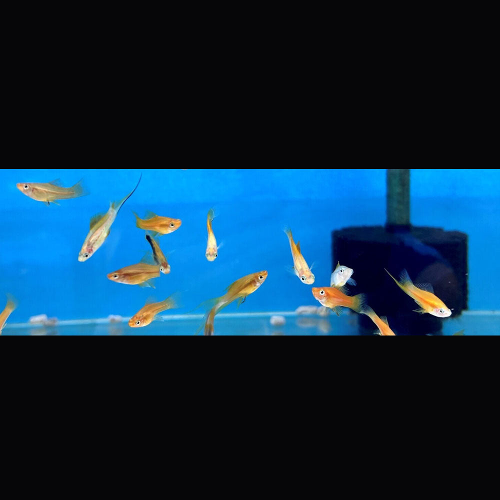 Assorted Swordtails | Livebearers | Largest Tropical Fish Selection at Your Local Fish Store