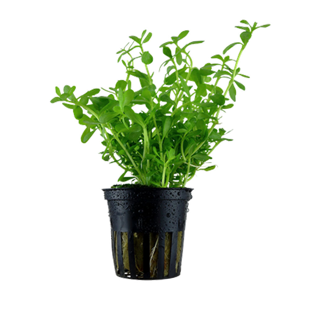 Bacopa 'Compact' potted 044A | Potted Plants | Largest Tropical Fish Selection at Your Local Fish Store