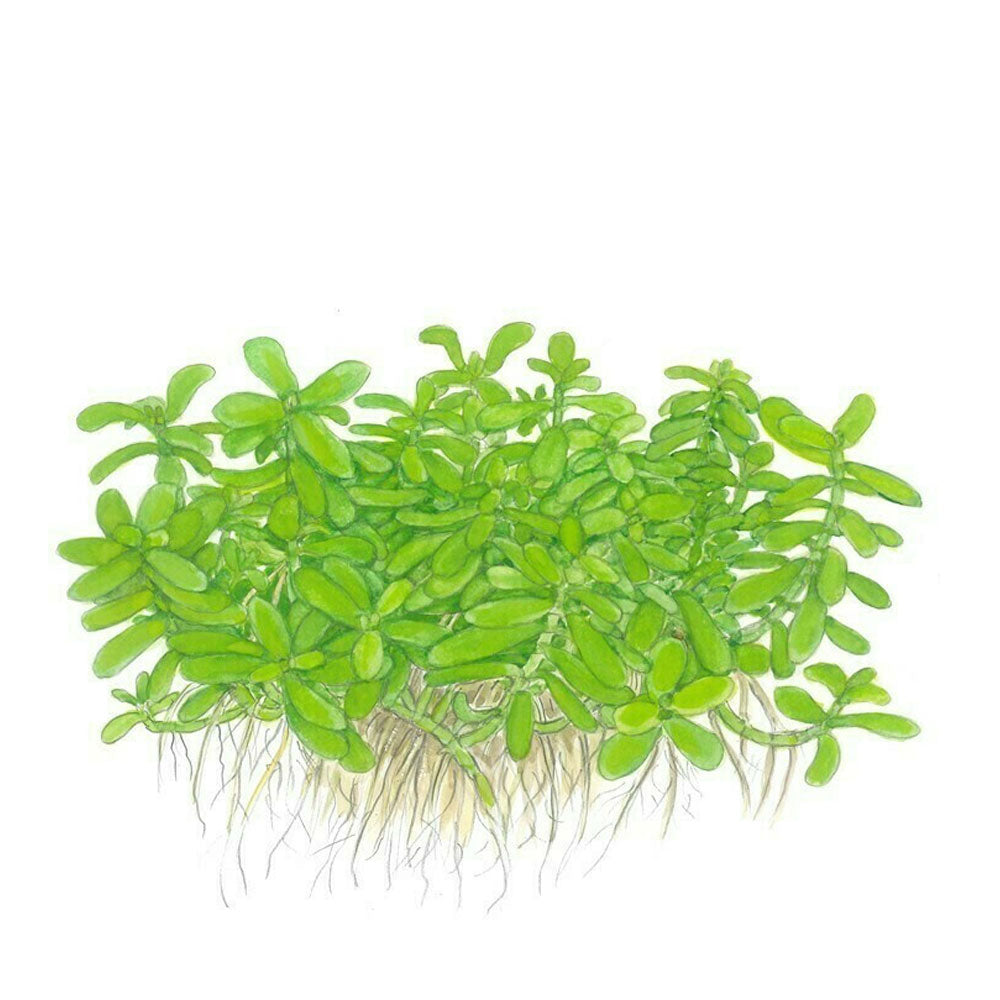 Bacopa 'Compact' potted 044A | Potted Plants | Largest Tropical Fish Selection at Your Local Fish Store