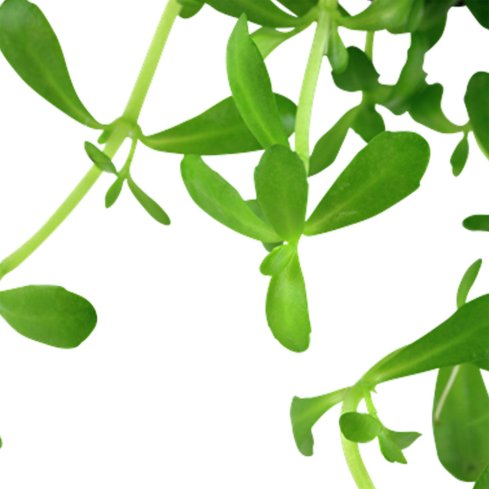 Bacopa 'Compact' potted 044A | Potted Plants | Largest Tropical Fish Selection at Your Local Fish Store