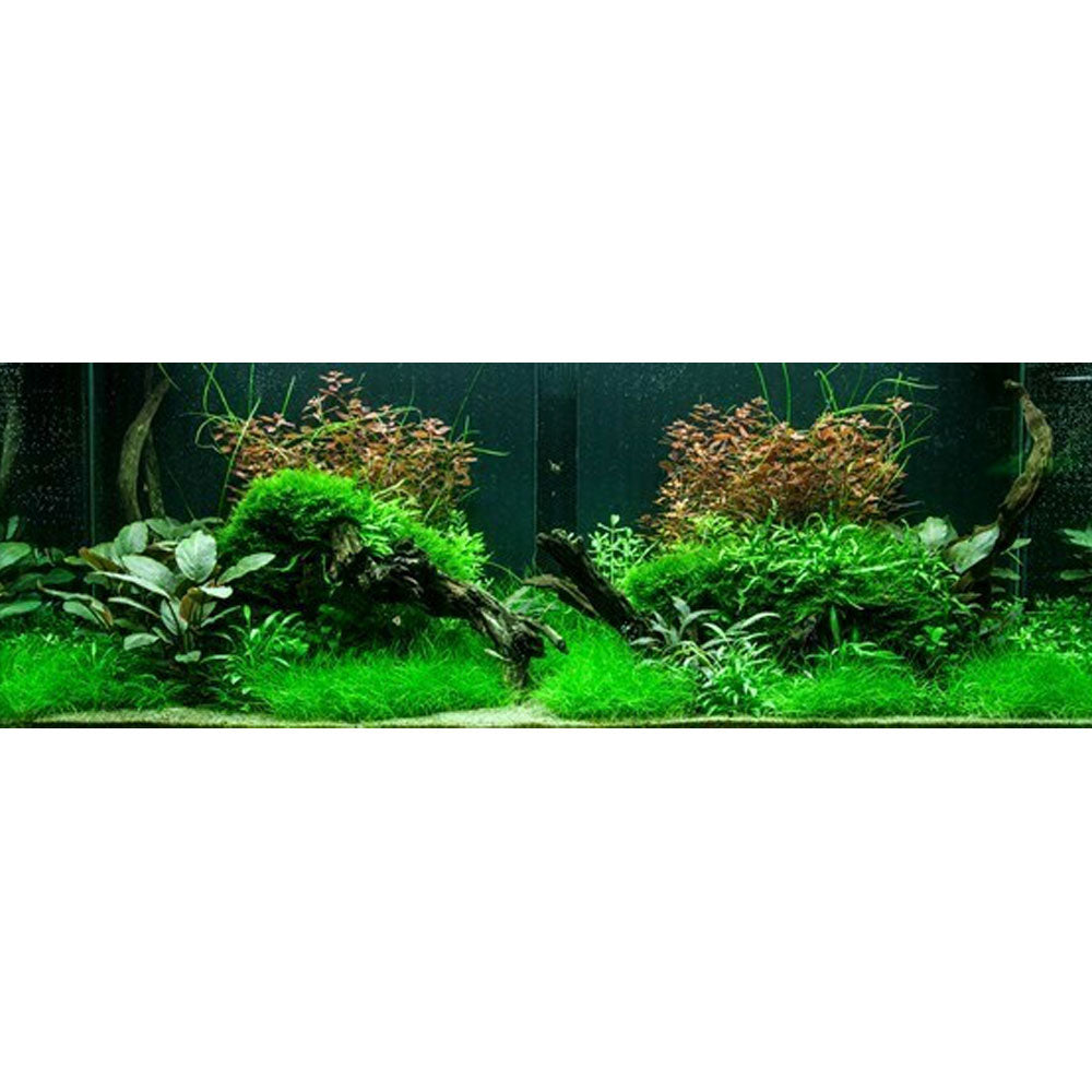 Bacopa 'Compact' potted 044A | Potted Plants | Largest Tropical Fish Selection at Your Local Fish Store