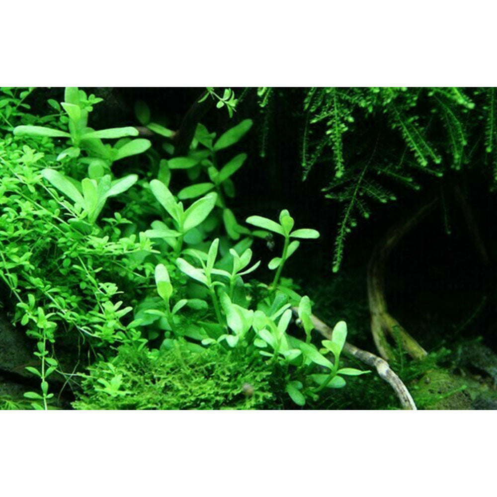 Bacopa 'Compact' potted 044A | Potted Plants | Largest Tropical Fish Selection at Your Local Fish Store