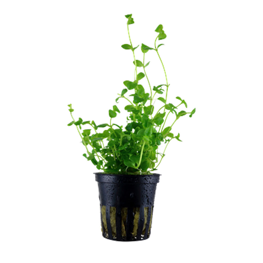 Bacopa australis potted 043A | Potted Plants | Largest Tropical Fish Selection at Your Local Fish Store