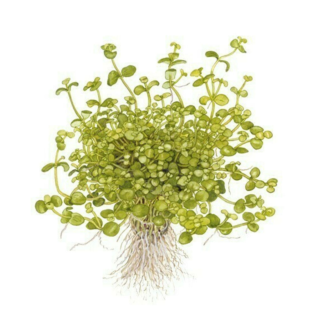 Bacopa australis potted 043A | Potted Plants | Largest Tropical Fish Selection at Your Local Fish Store