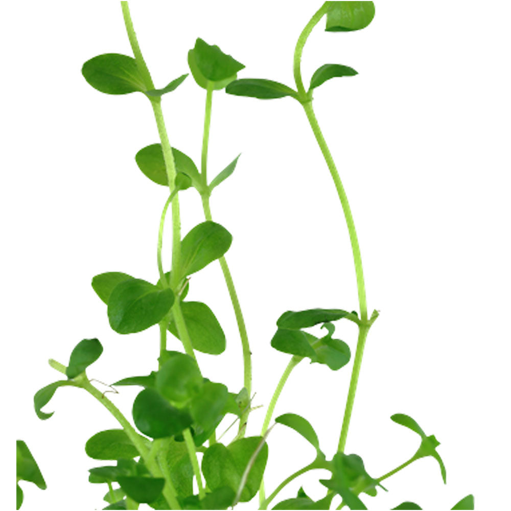 Bacopa australis potted 043A | Potted Plants | Largest Tropical Fish Selection at Your Local Fish Store