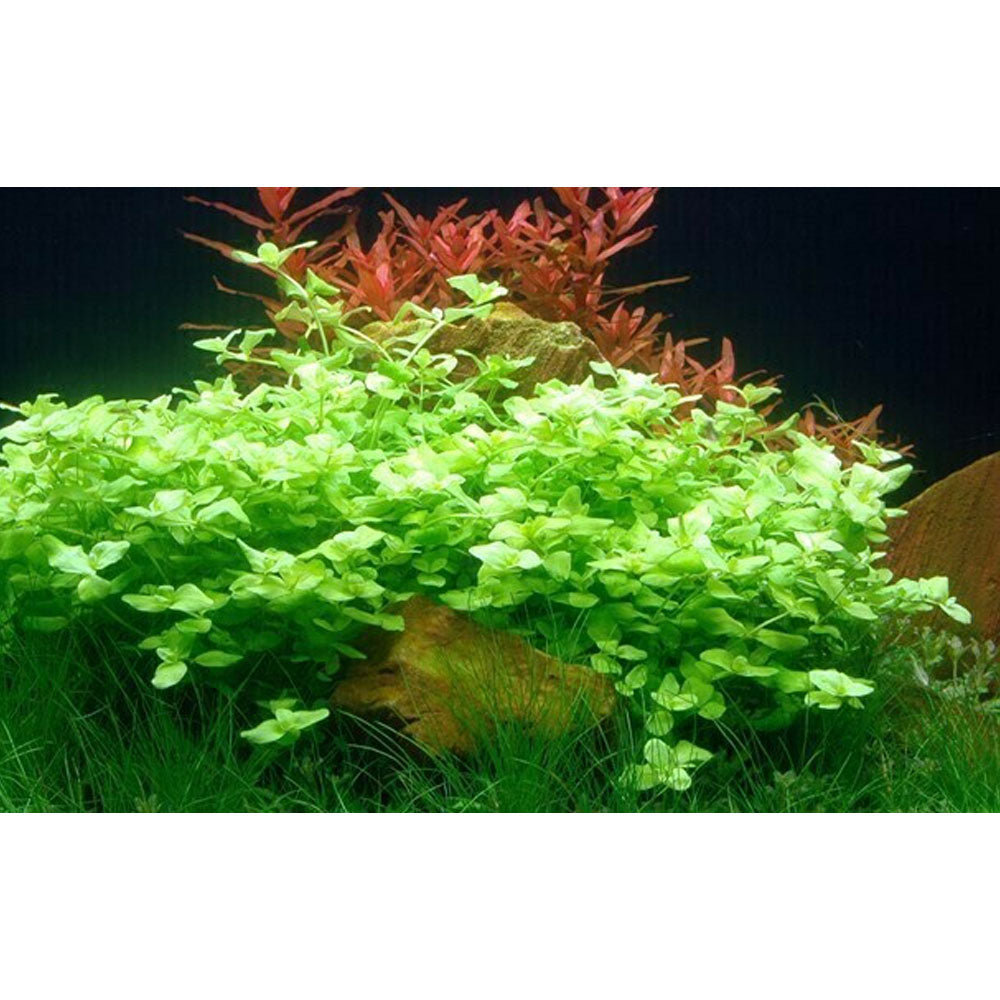 Bacopa australis potted 043A | Potted Plants | Largest Tropical Fish Selection at Your Local Fish Store