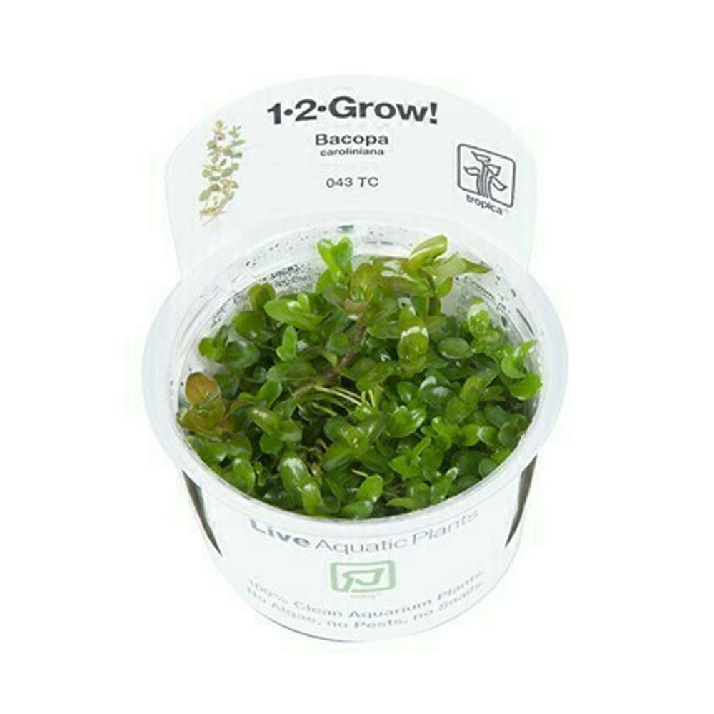 Bacopa caroliniana 1-2-Grow 043 TC | Tissue Cultures | Largest Tropical Fish Selection at Your Local Fish Store
