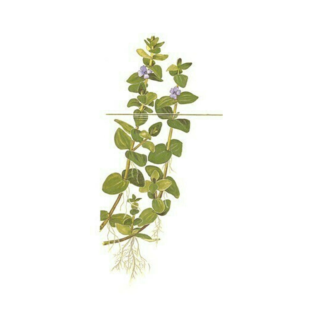 Bacopa caroliniana 1-2-Grow 043 TC | Tissue Cultures | Largest Tropical Fish Selection at Your Local Fish Store