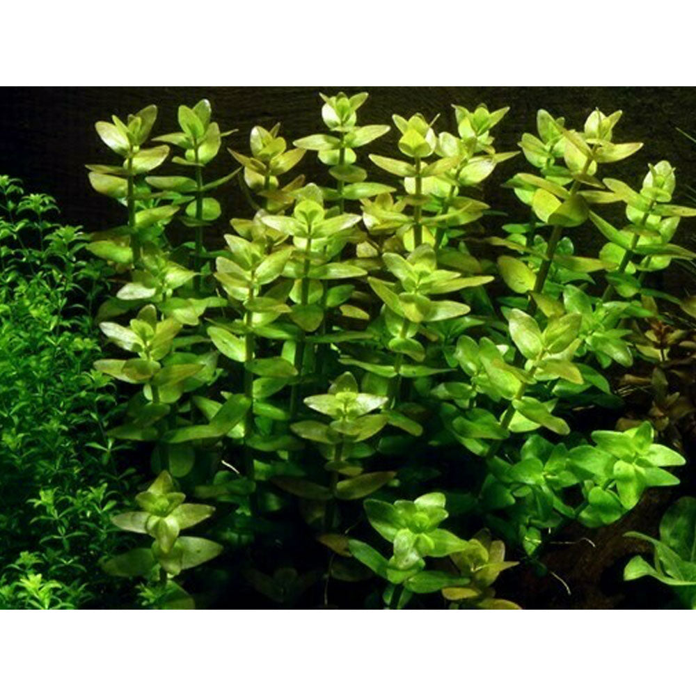 Bacopa caroliniana 1-2-Grow 043 TC | Tissue Cultures | Largest Tropical Fish Selection at Your Local Fish Store
