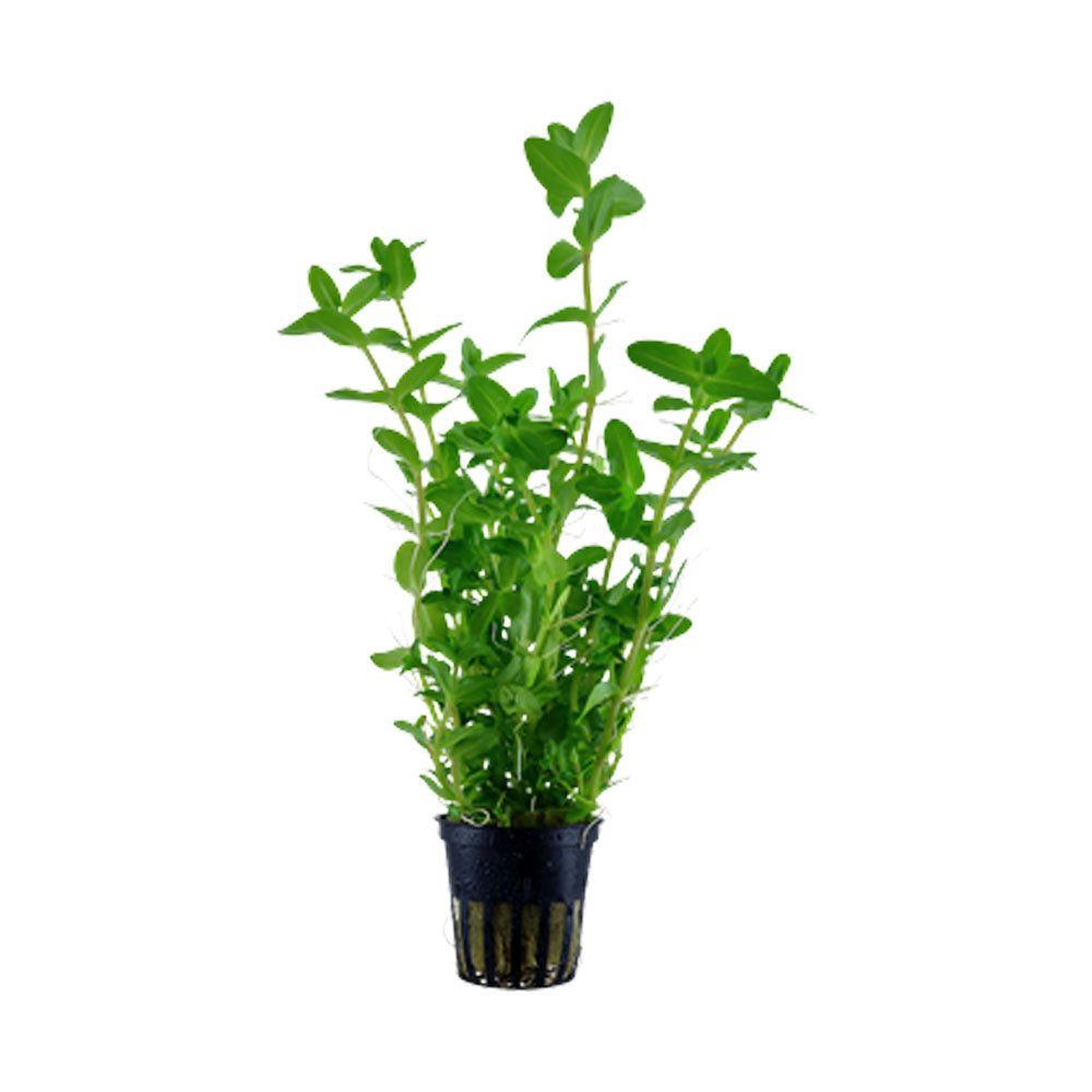 Bacopa caroliniana potted 043 | Potted Plants | Largest Tropical Fish Selection at Your Local Fish Store